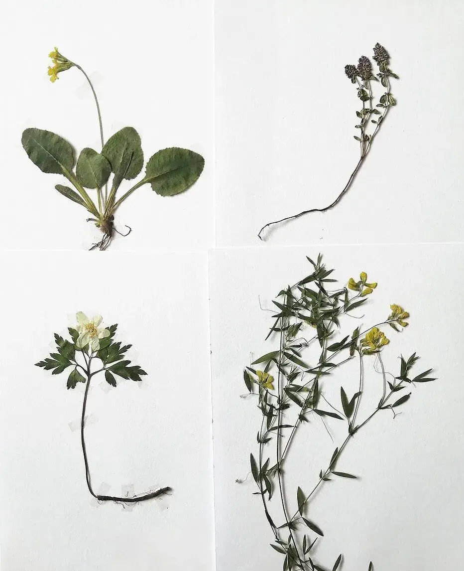 Herbář