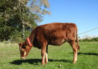 Jalovicka
