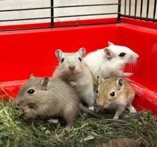 Pískomil mongolský - mláďata k odběru