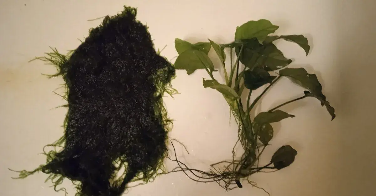 Akvarijní rostliny