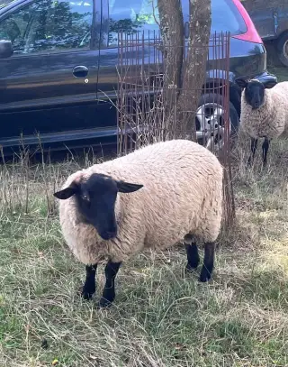Jehňata Suffolk