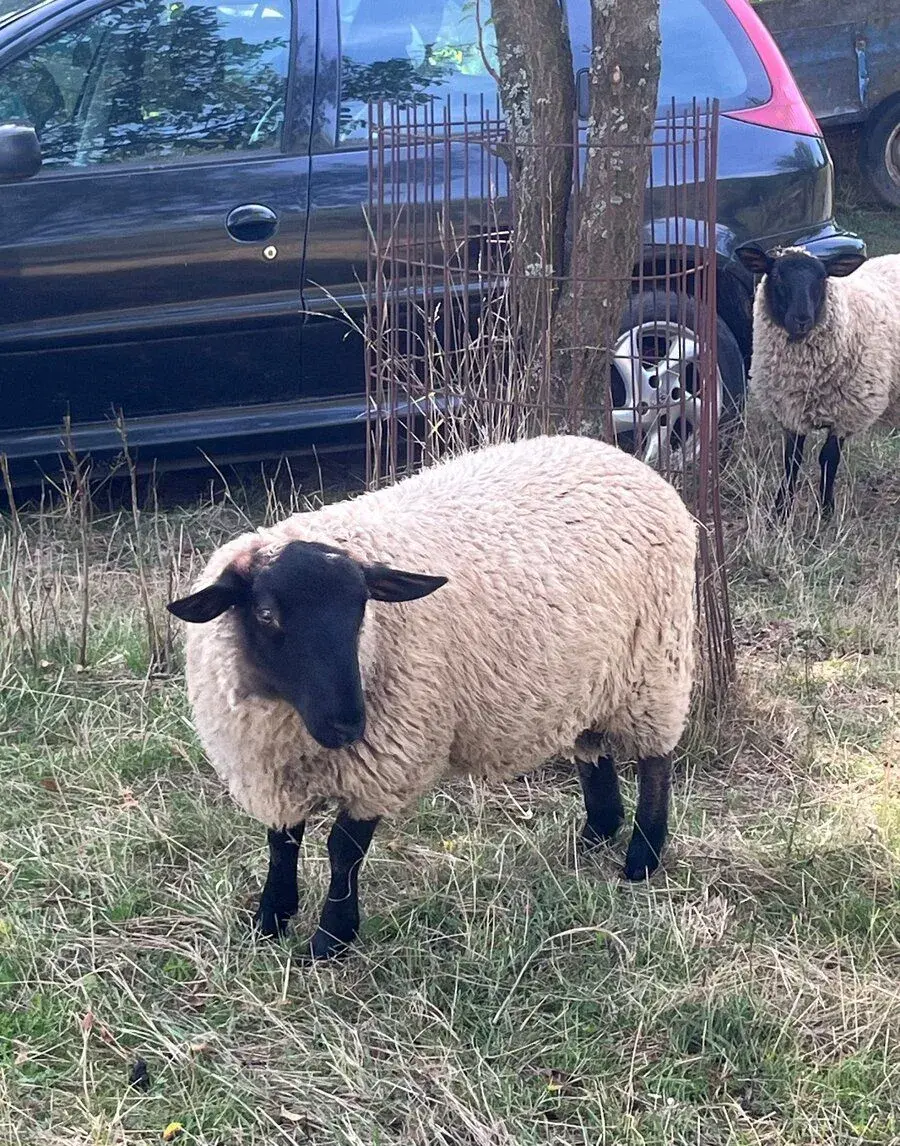 Jehňata Suffolk