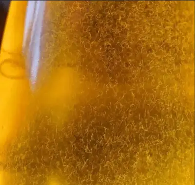 Háďátko octové