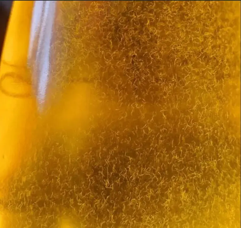 Háďátko octové