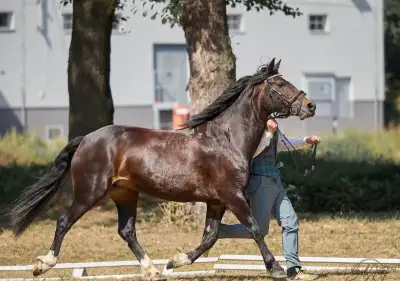 Pony B