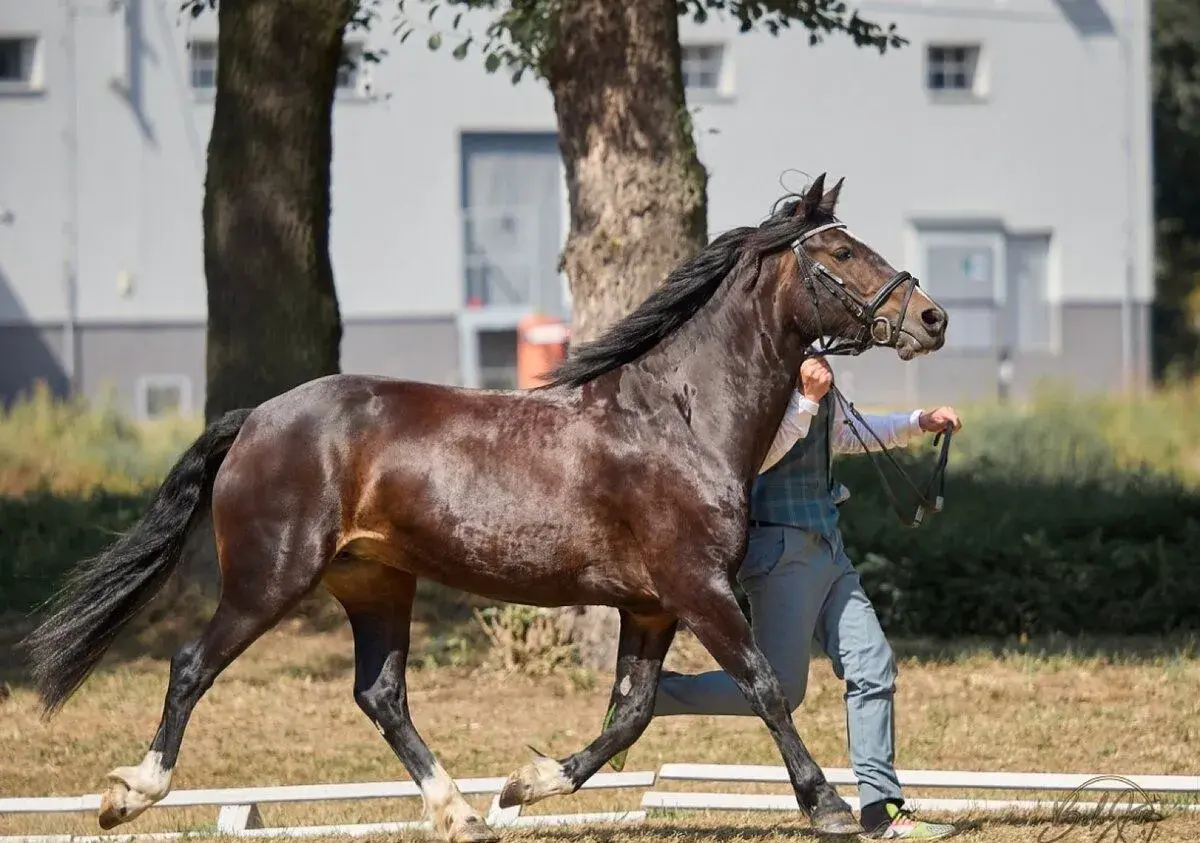Pony B