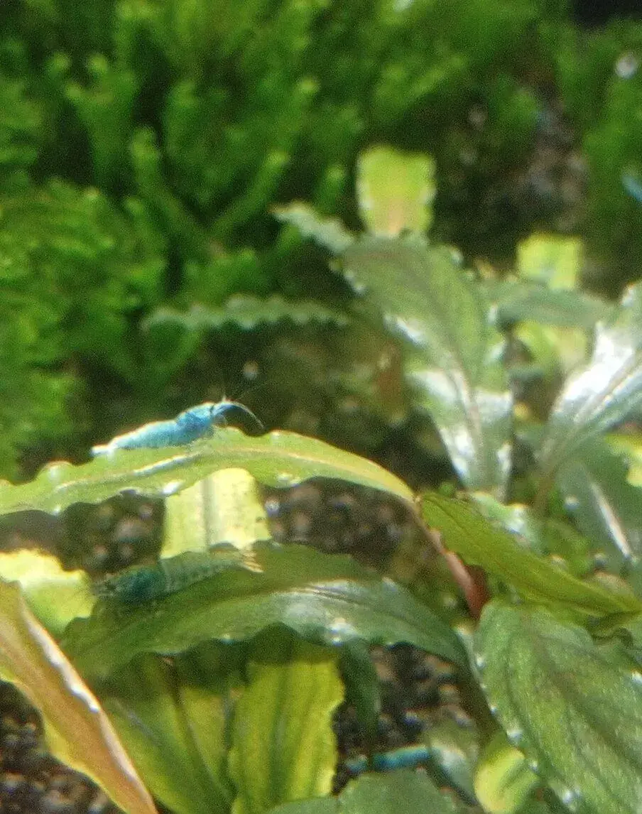 Přebytky krevetky Caridina blue bolt