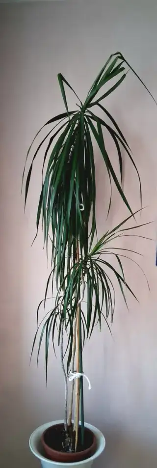 Dracaena a Rýmovník. Dobře rostlé.