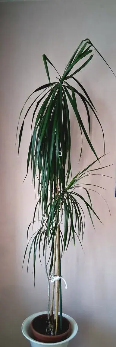 Dracaena a Rýmovník. Dobře rostlé.