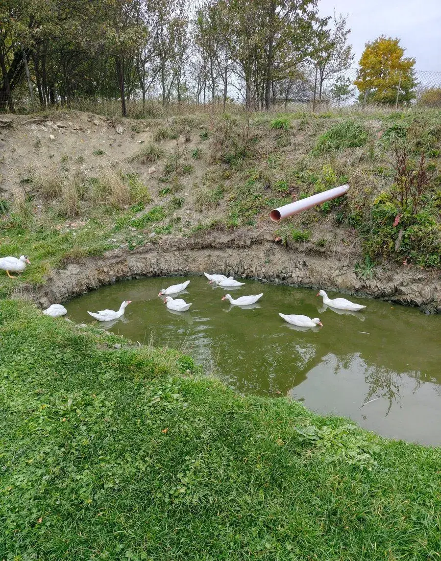 Kachny čínské