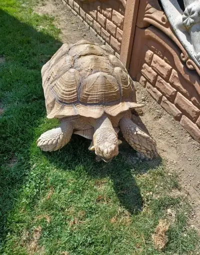 Želva sulcata REZERVACE