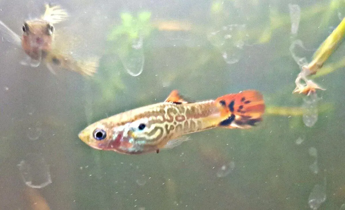 Paví očka - Gupky-Mix velikost asi 4-5 cm