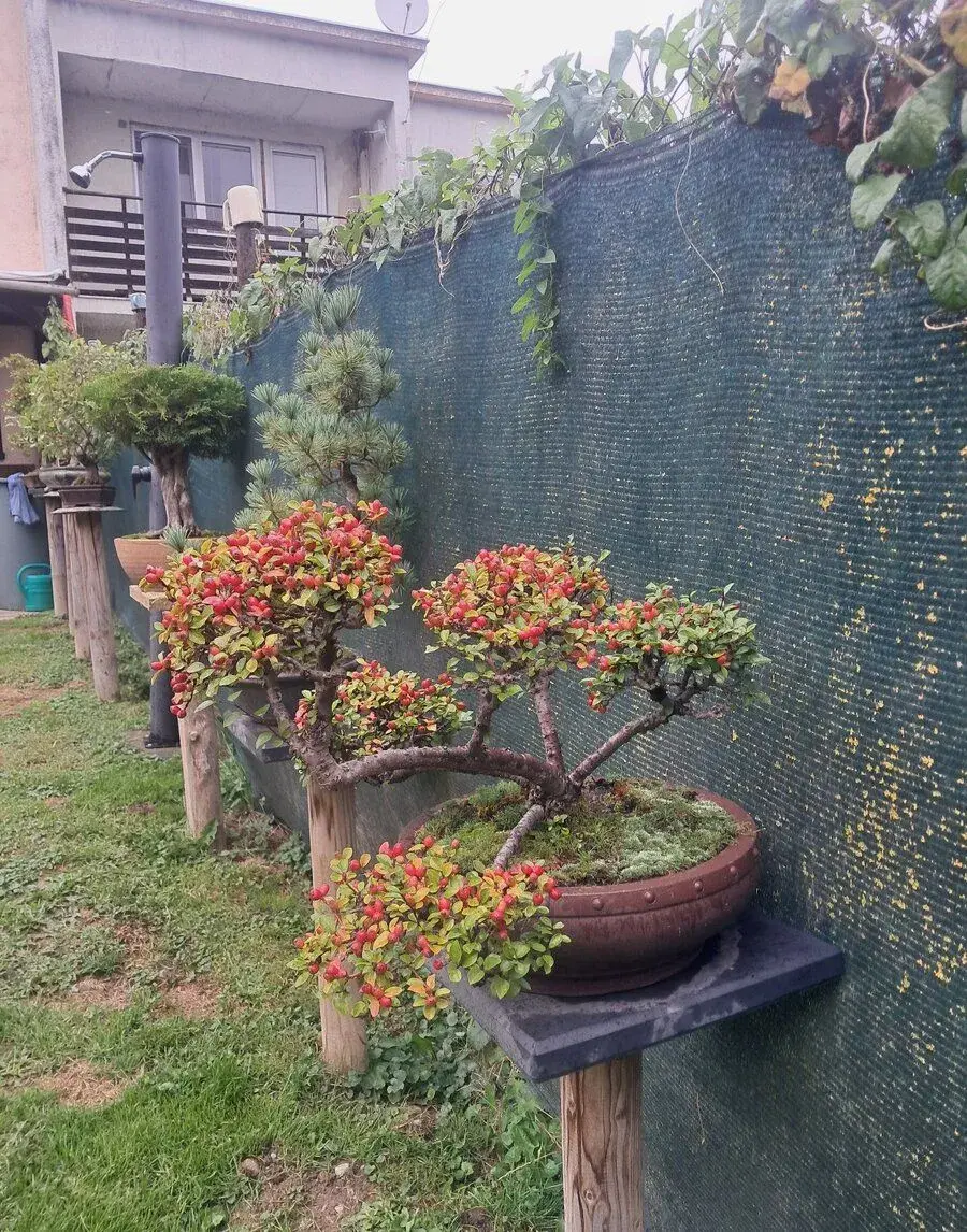 Bonsaj,bonsai