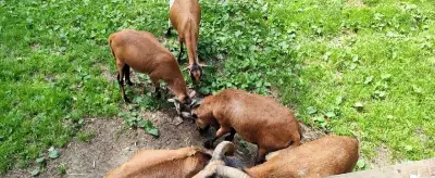 Beránek, beran kamerunský, ovce kamerunská