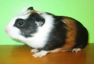 Morče domácí - Anglický crested tříbarvý