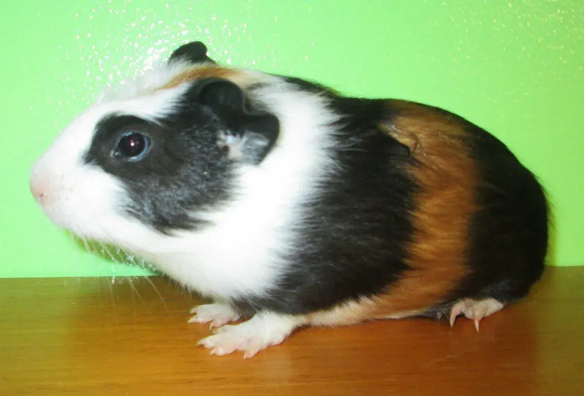 Morče domácí - Anglický crested tříbarvý
