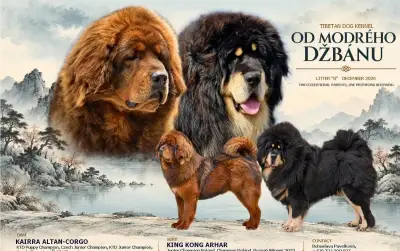 tibetská doga
