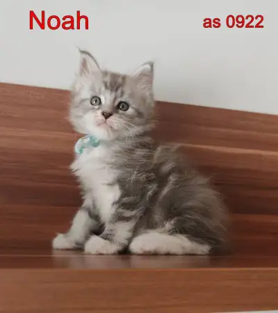 Mainská mývalí koťata s PP.