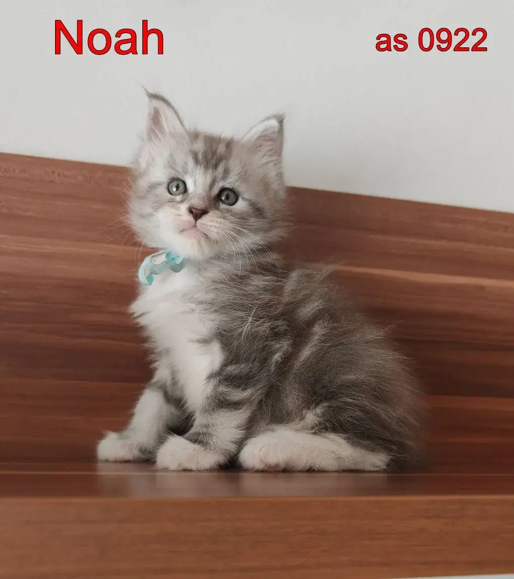 Mainská mývalí koťata s PP.