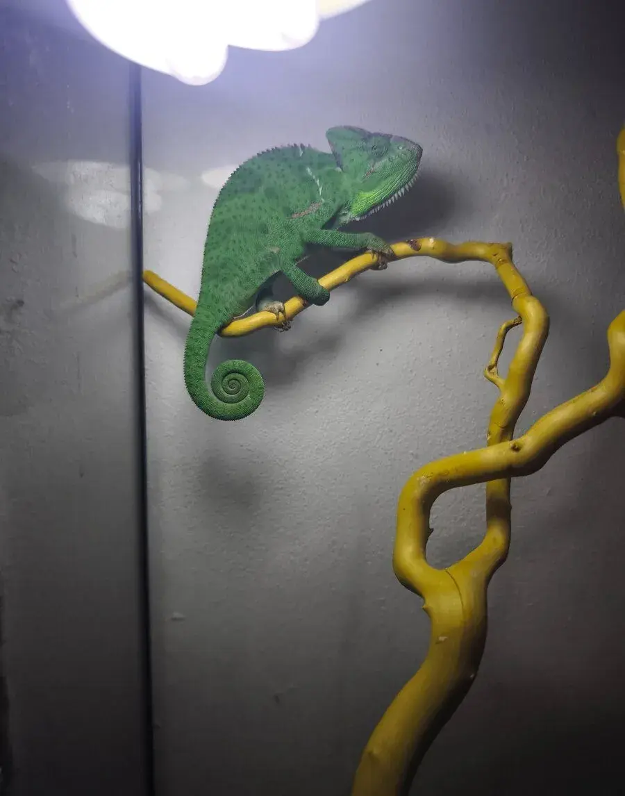 Chameleón Jemenský
