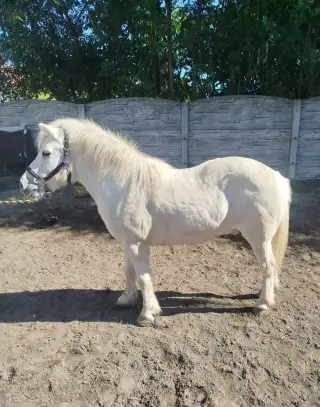 Pony společník