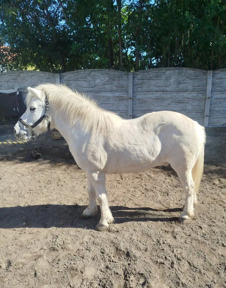 Pony společník