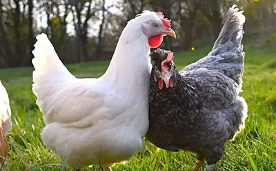 Slepičky od farmáře prodej:Psáry,Kostelec u Křížku, Želivec