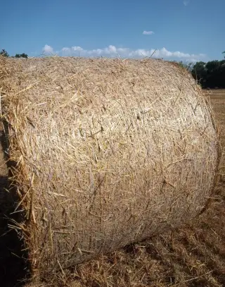 Sláma