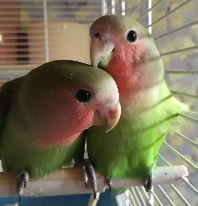 Agapornis růžohrdlý - ručně dokrmený