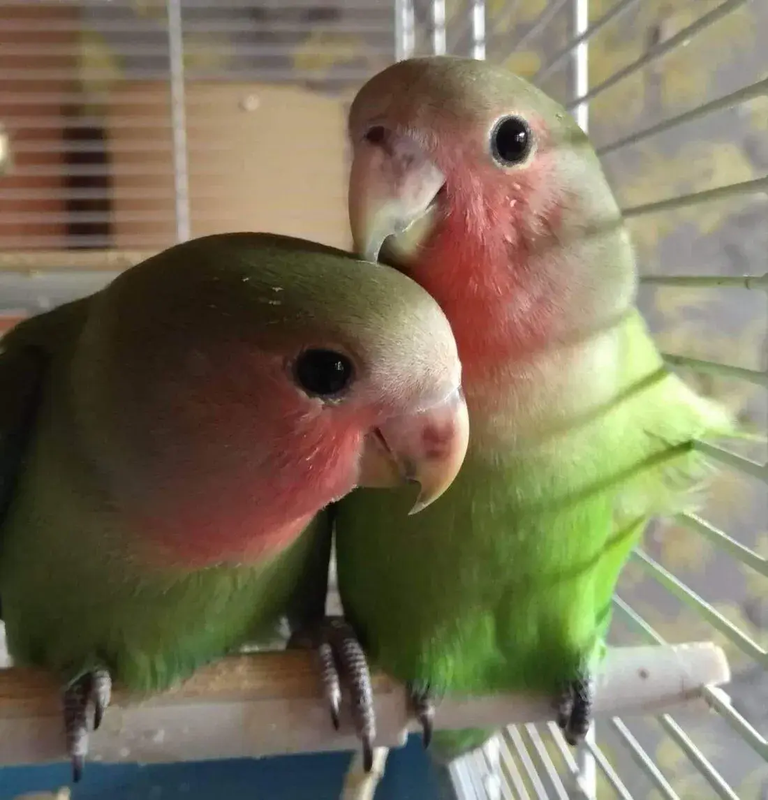 Agapornis růžohrdlý - ručně dokrmený