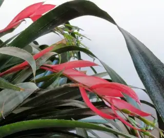 BILBERGIA NUTANS ZAKOŘENĚNÁ ROSTLINA, ODDĚLEK OD 20.LETÉ ROS