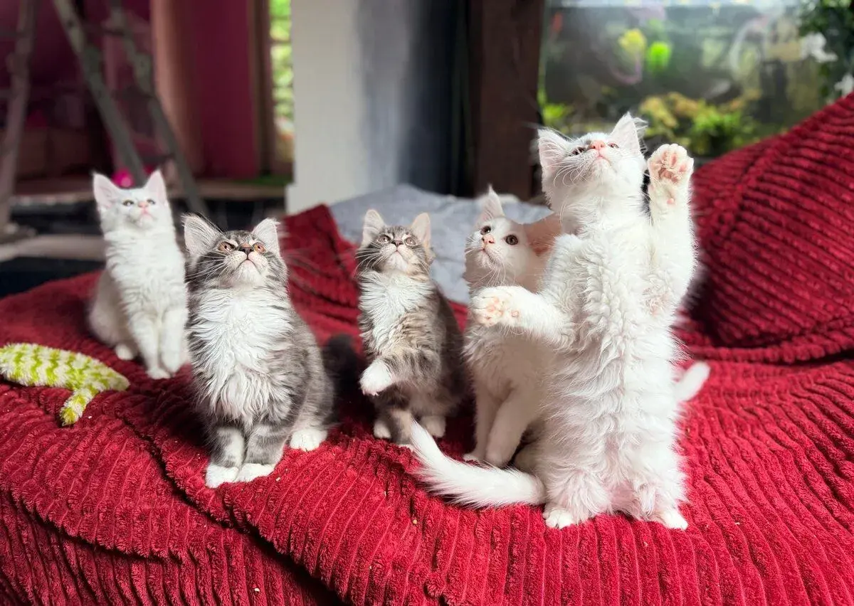 Mainská mývalí koťátka (Maine Coon) – bez pp