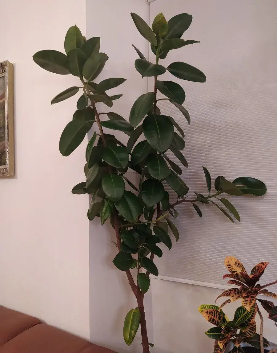 Fíkus (ficus)