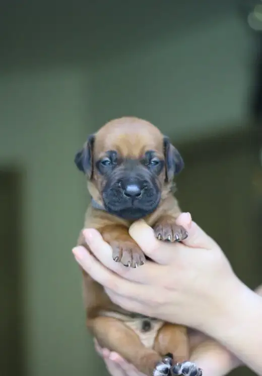 Poslední 2 standardní pejsci Rhodéského ridgebacka s PP