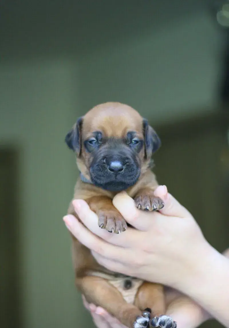 Poslední 2 standardní pejsci Rhodéského ridgebacka s PP
