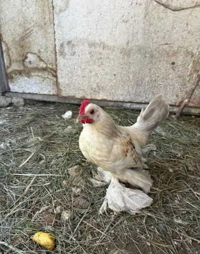 zakrslí kohoutek- pekin bantam