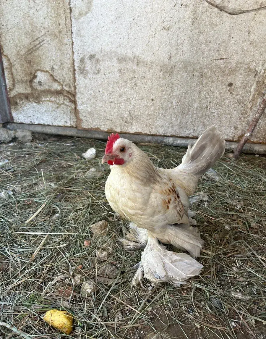 zakrslí kohoutek- pekin bantam