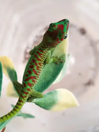 Felsuma madagaskarská grandis