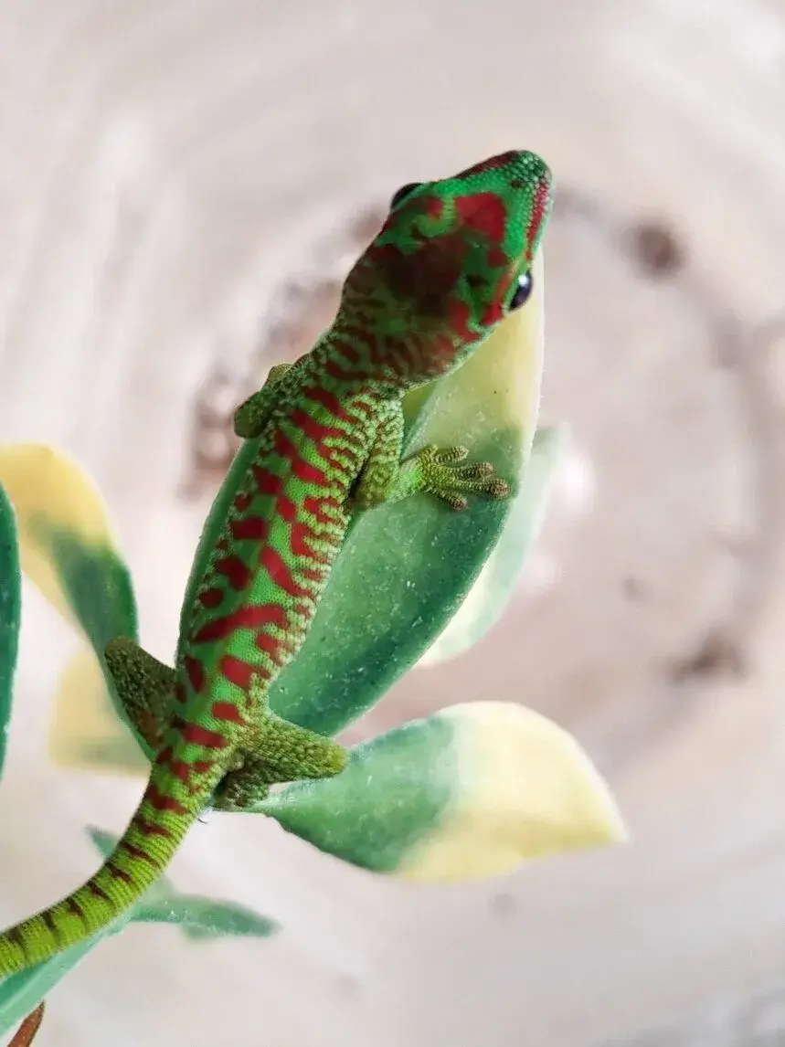 Felsuma madagaskarská grandis