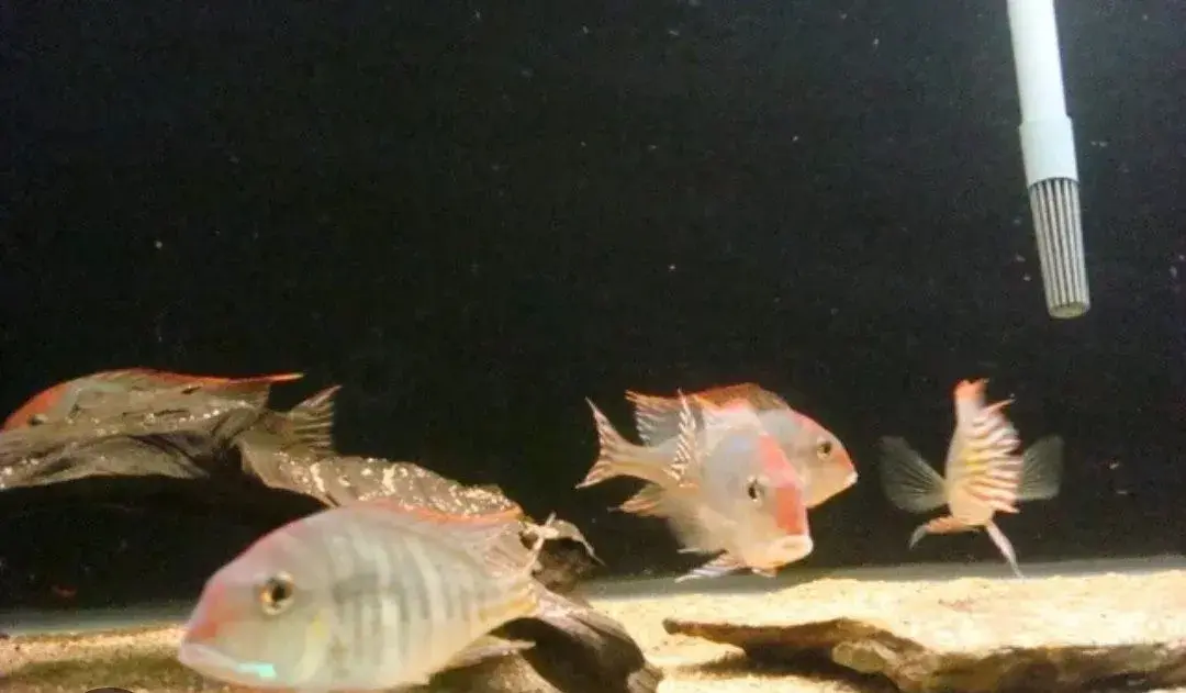 Geophagus tapajos red head