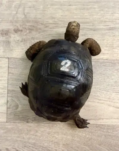 Aldabrachelys Gigantea, želva Obrovská