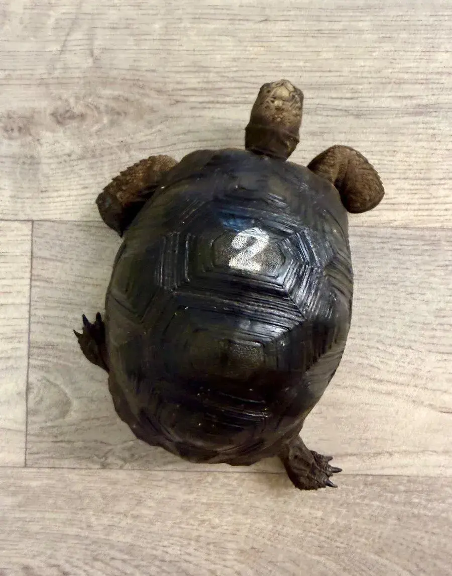 Aldabrachelys Gigantea, želva Obrovská