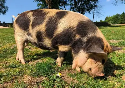 Čistokrevná Kune kune
