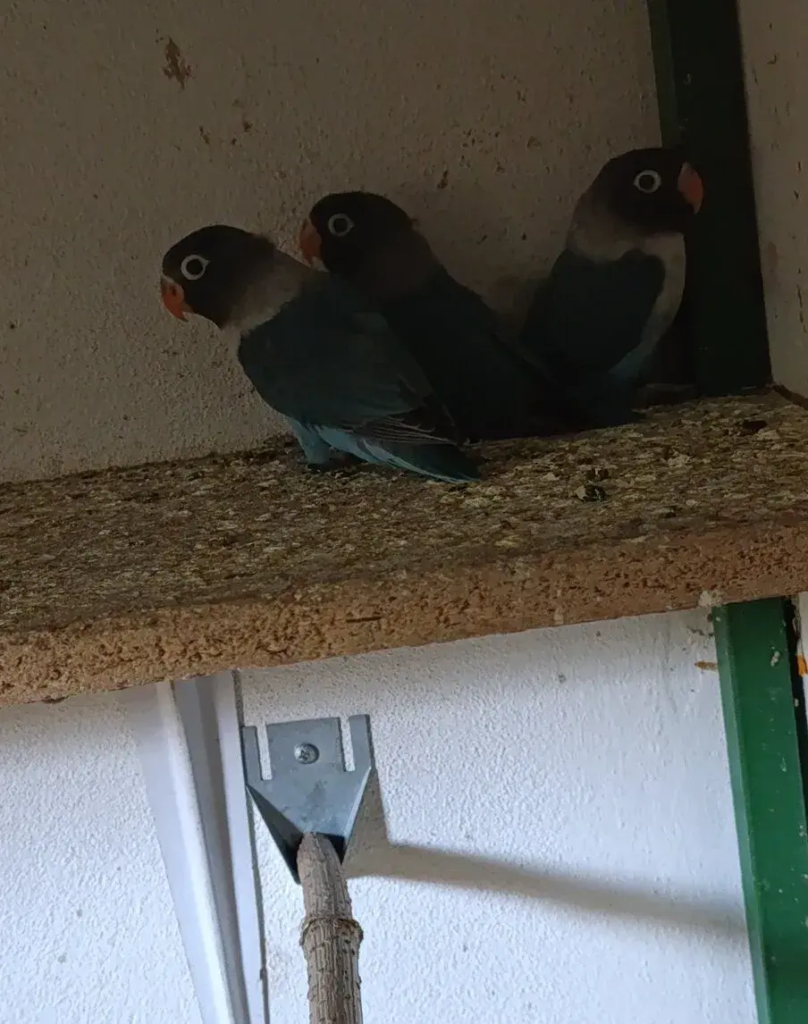 Agapornis škraboškový