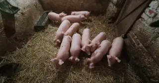 Selata