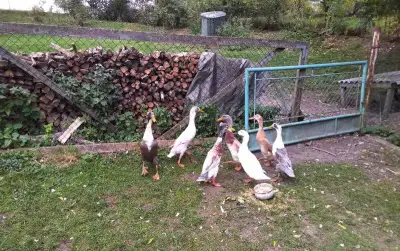 Indický běžec