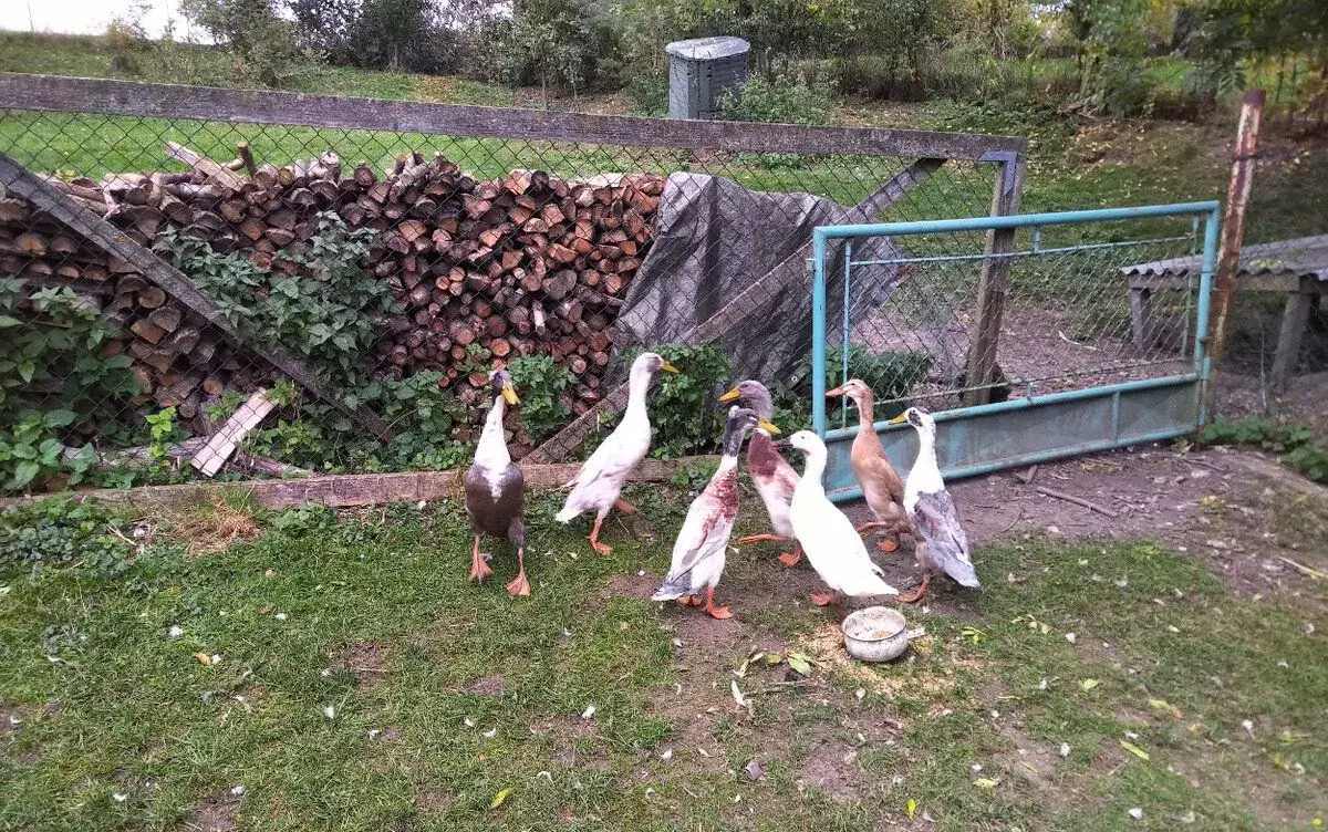 Indický běžec