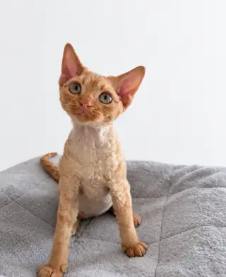 Devon rex kotě s PP