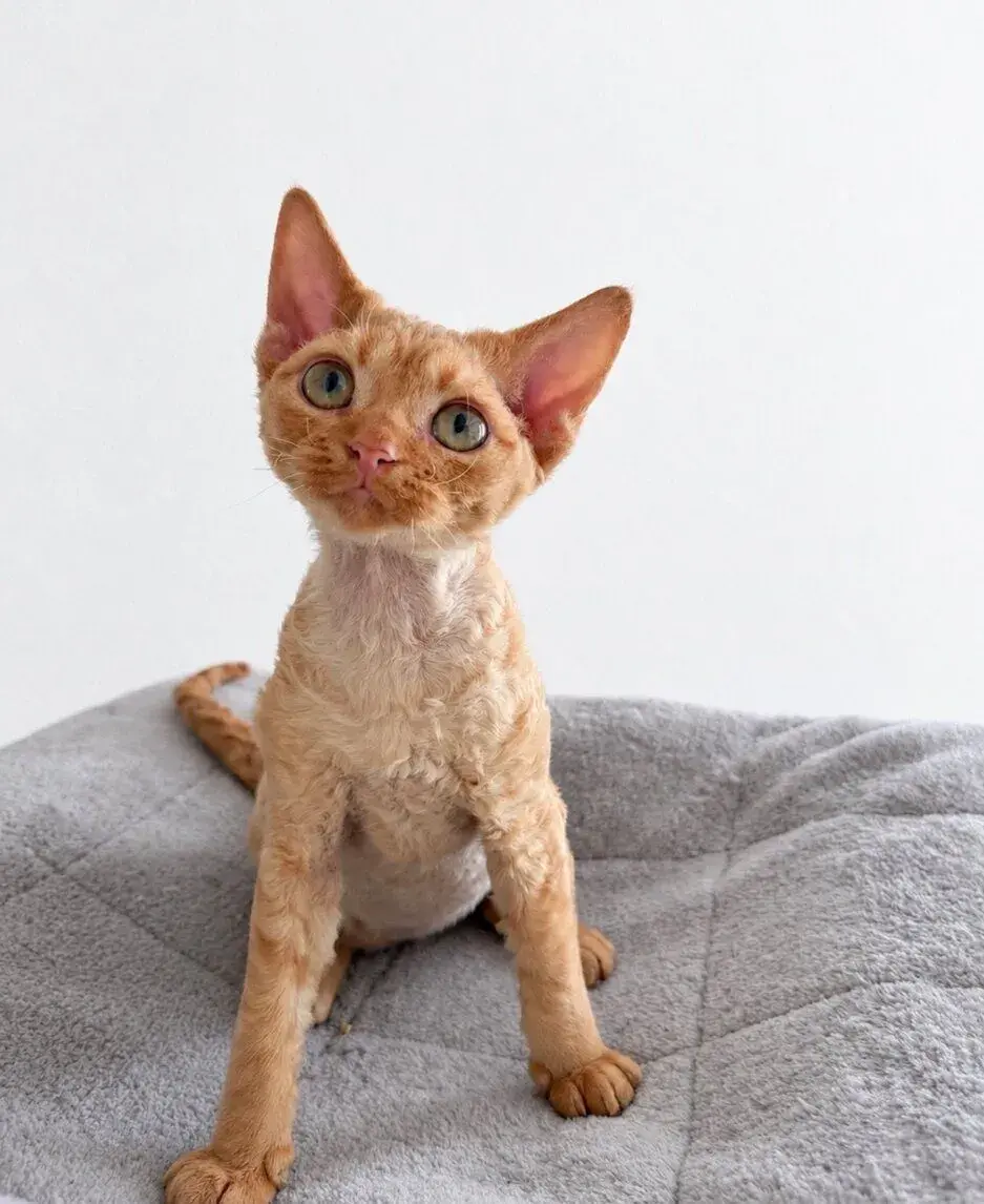 Devon rex kotě s PP