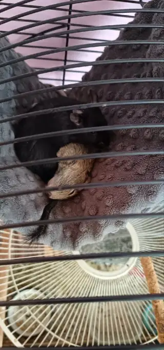 Daruji osmaky degu